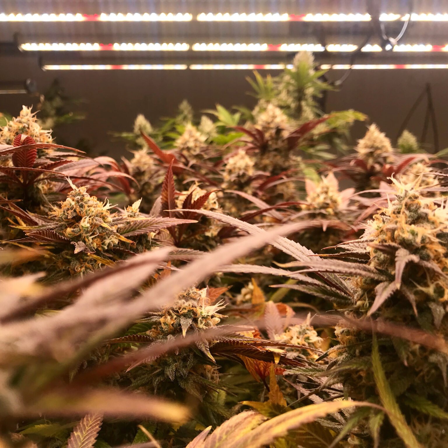 2. Choosing the Right Growing Medium
