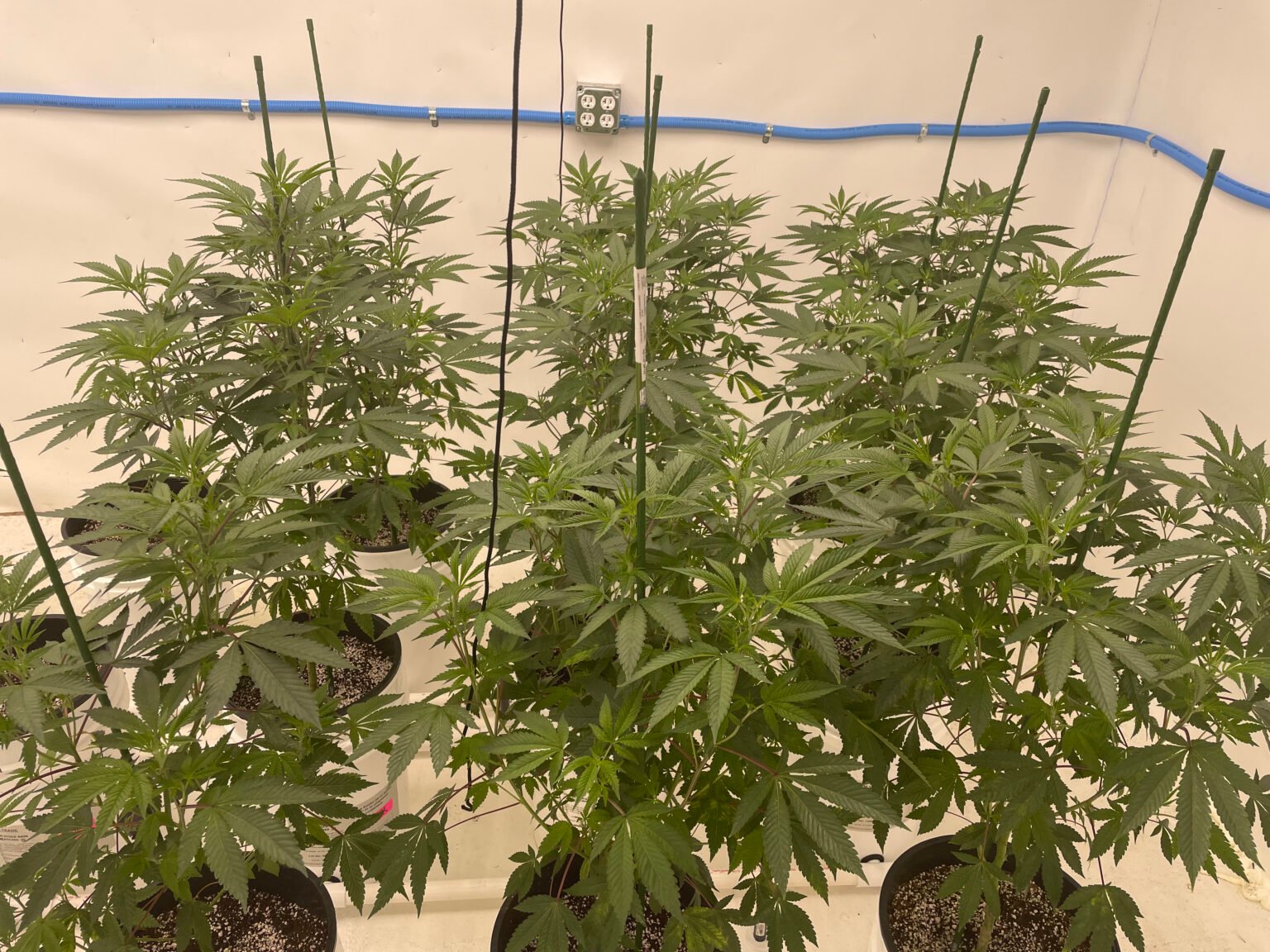 6. Vegetave Stage: Week 1-4+ IPM , and Tips for Healthy, Pest-Free Cannabis