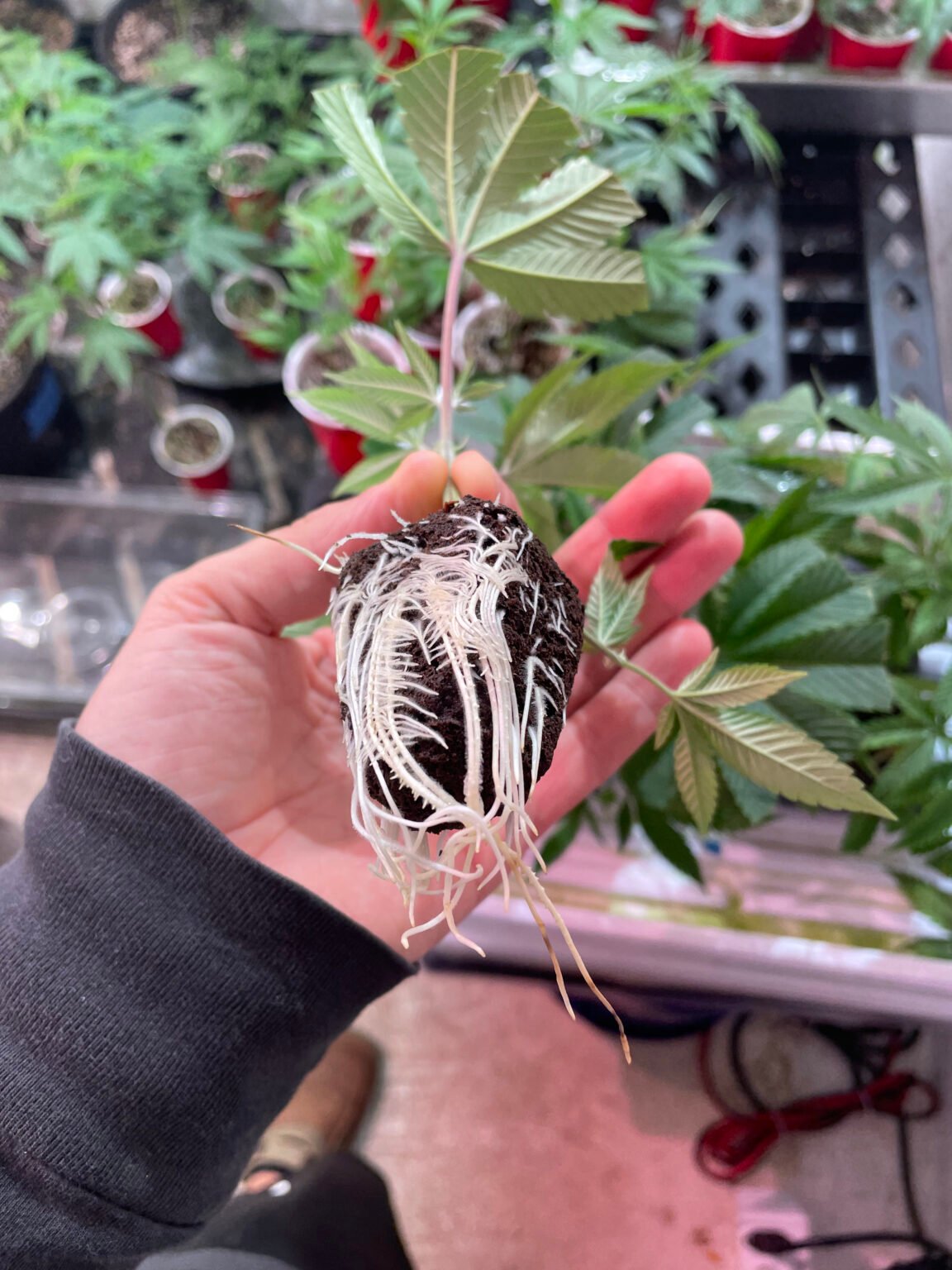 4. Choosing the Right Seeds or Clones