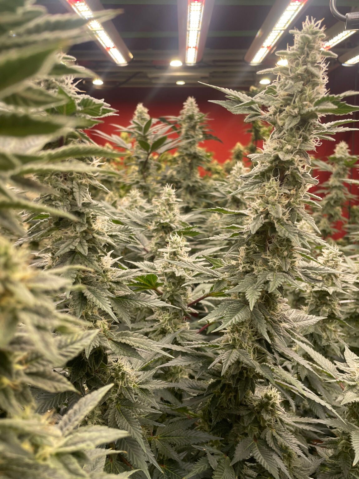 8. Flower Week 3-6: Staying on Track for a Successful Harvest