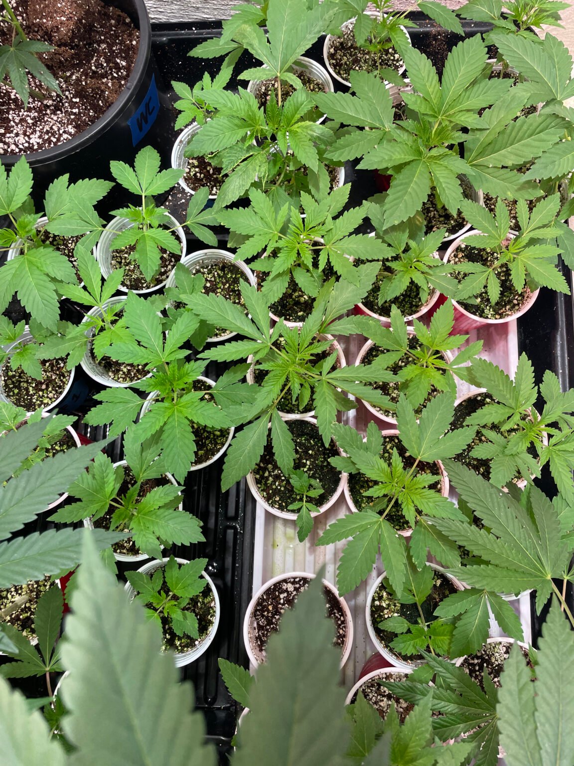 5. Germination & Seedling Stage