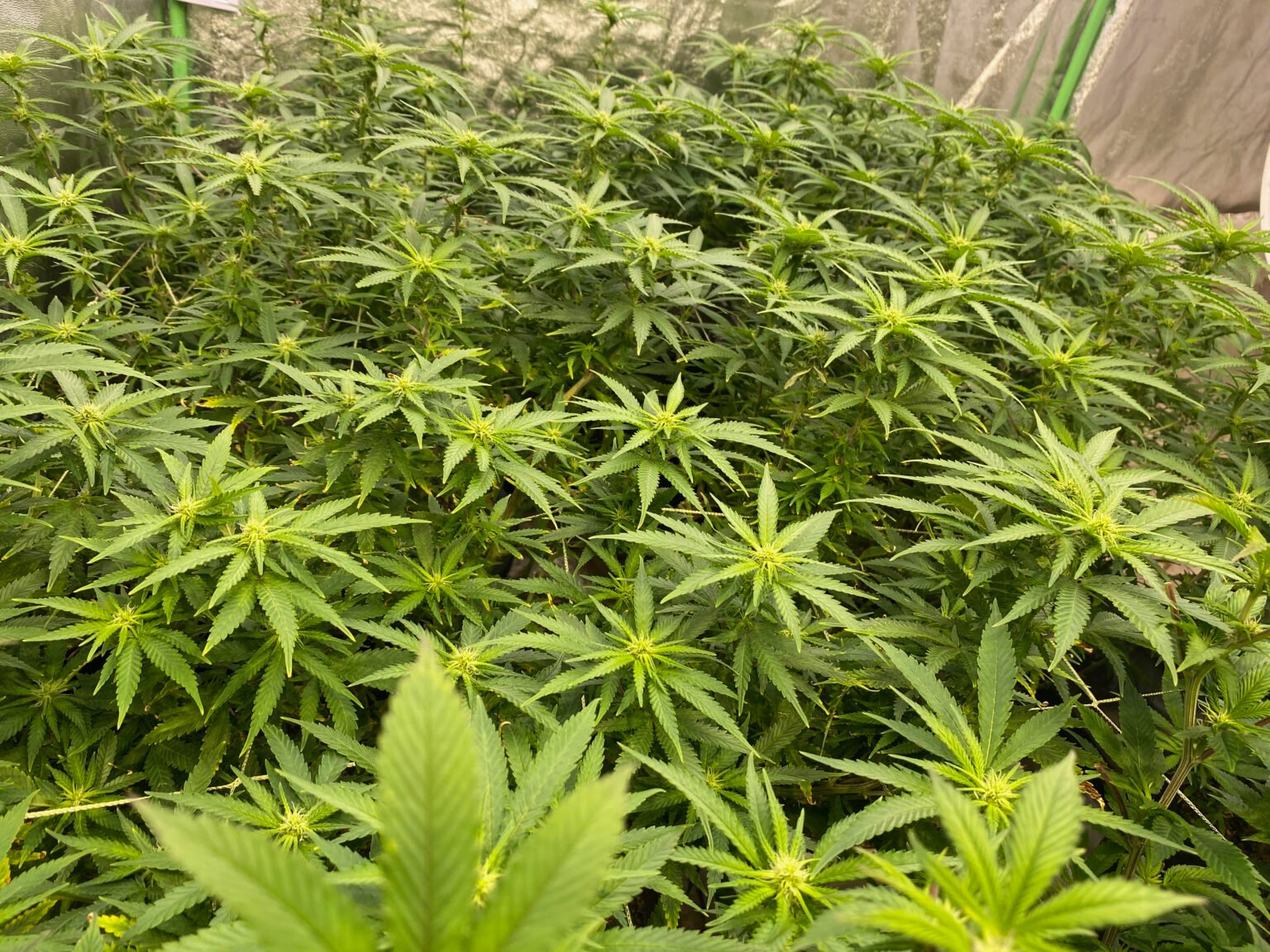7. Flipping to Flower and Week 1-2 of Flower