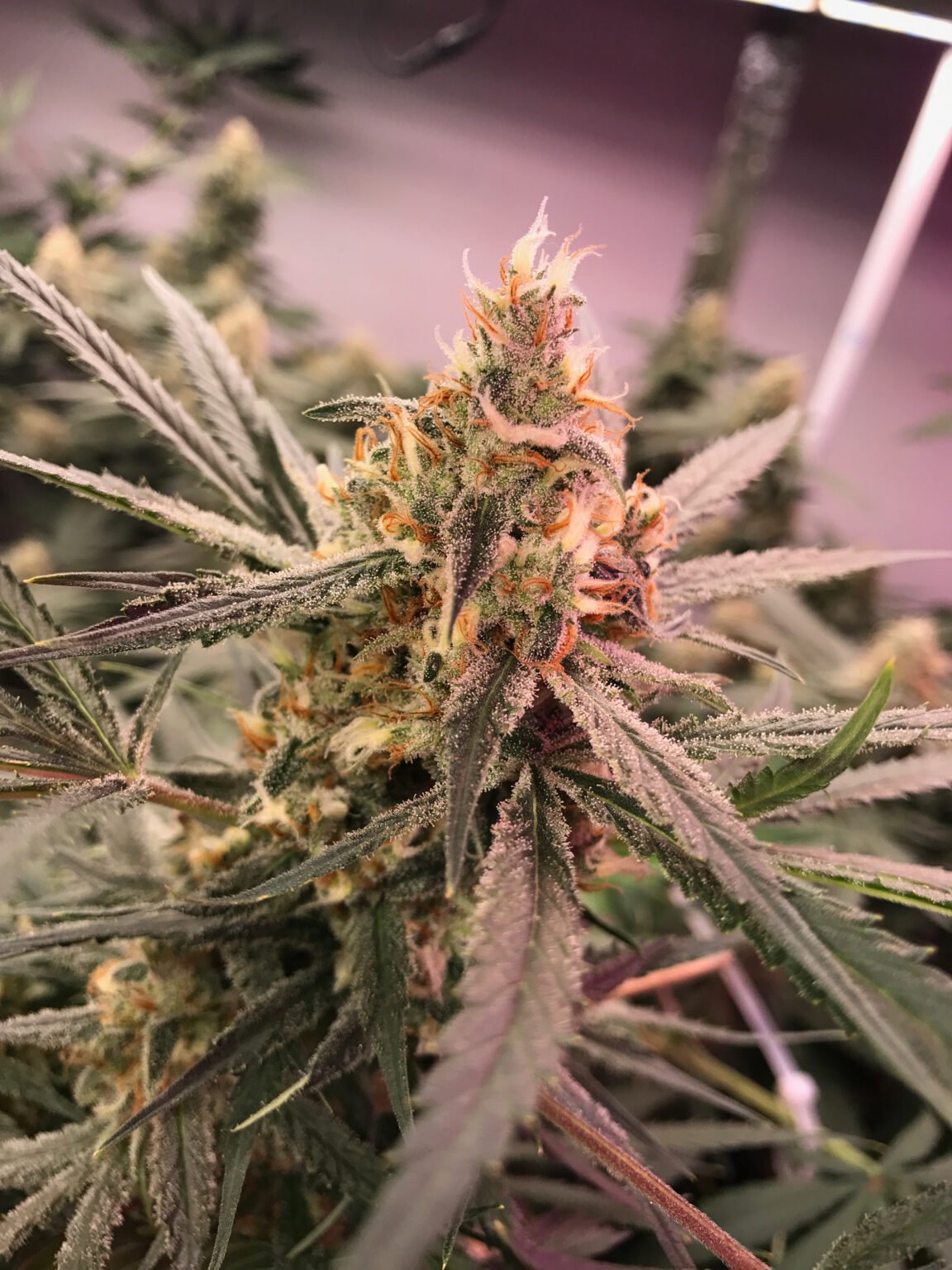 3. Choosing the Right Nutrients & Feeding Schedules